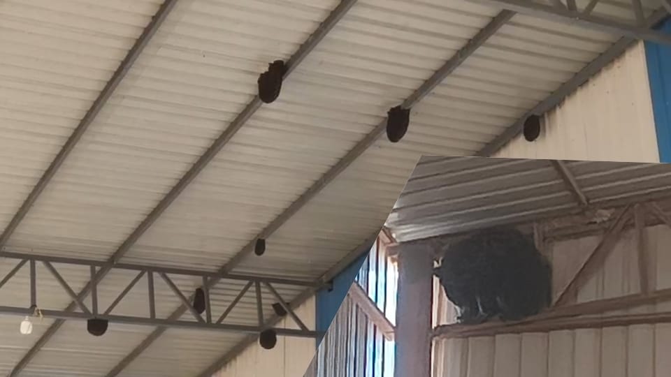 A bear broke into a rice mill to eat honey