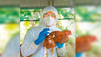 H5N1 bird flu could cause the next pandemic, Indian scientists warn