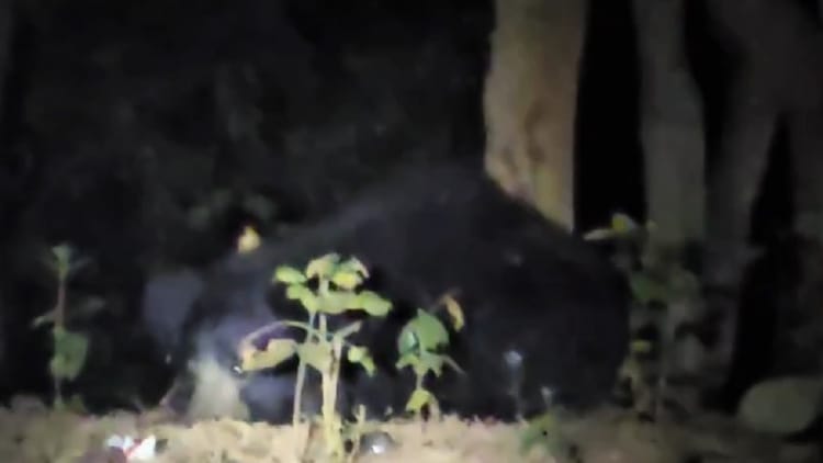 Balod News: लौह नगरी में फिर दिखा भालू, सप्तगिरी पार्क के पास दिखी हलचल, लोगों में दहशत