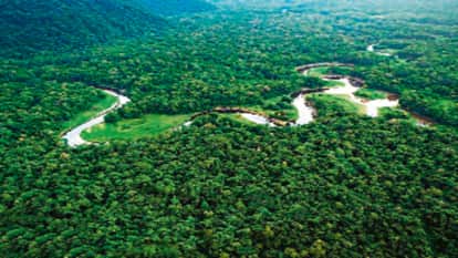 By the end of century 38 percent of the Amazon rainforest will be at risk of extinction