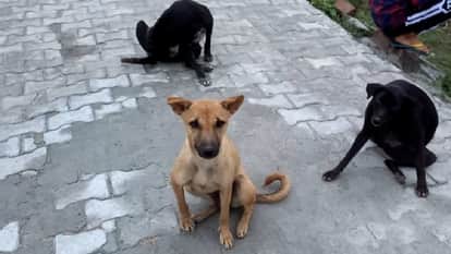 dogs becoming violent