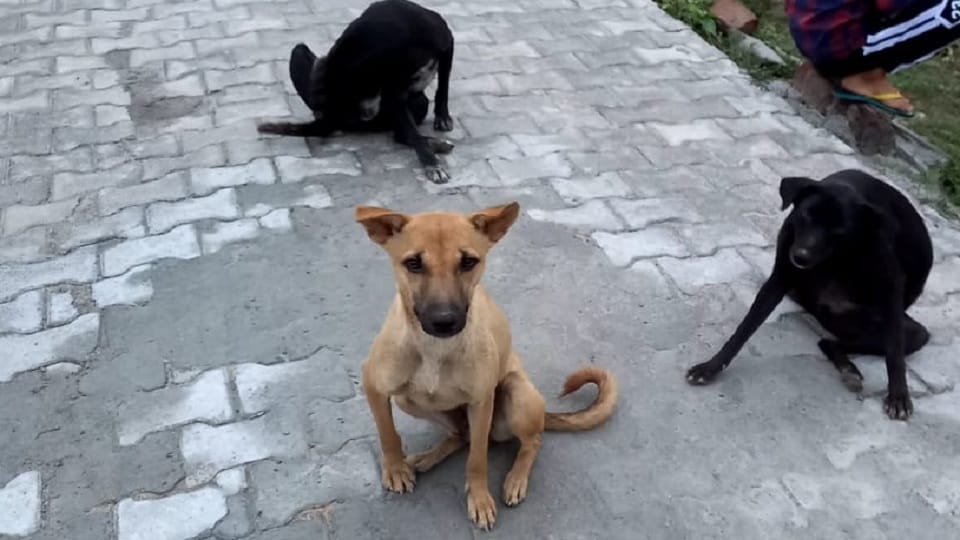 Directorate of Education filed police complaint after teachers claimed they counted stray dogs