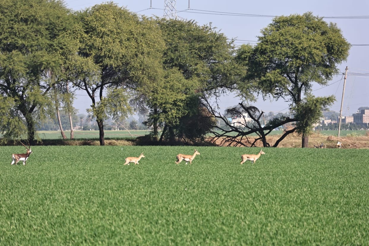 Indore: Deer and blue bulls are trampling the fields in Indore villages, farmers are worried due to crop failu