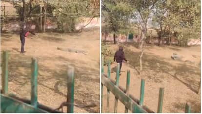 A young man entered the crocodile enclosure at Tilyar Zoo