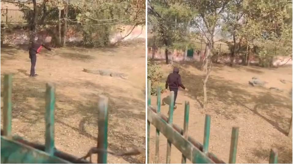 मगरमच्छों के बाड़े में घुसा युवक