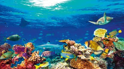 Amidst climate crisis scientists have discovered 200 new species of organisms in depths of ocean