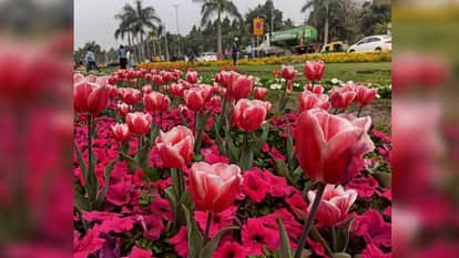 NDMC has started preparations to decorate New Delhi with seasonal flowers, including tulips