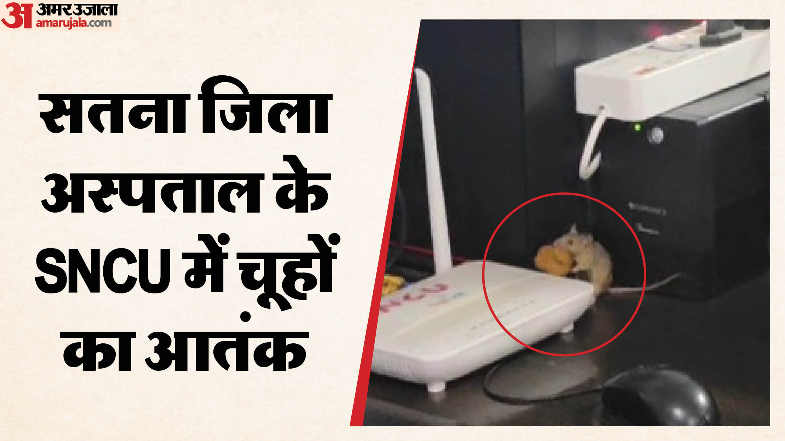 वार्ड में घूमता चूहा।