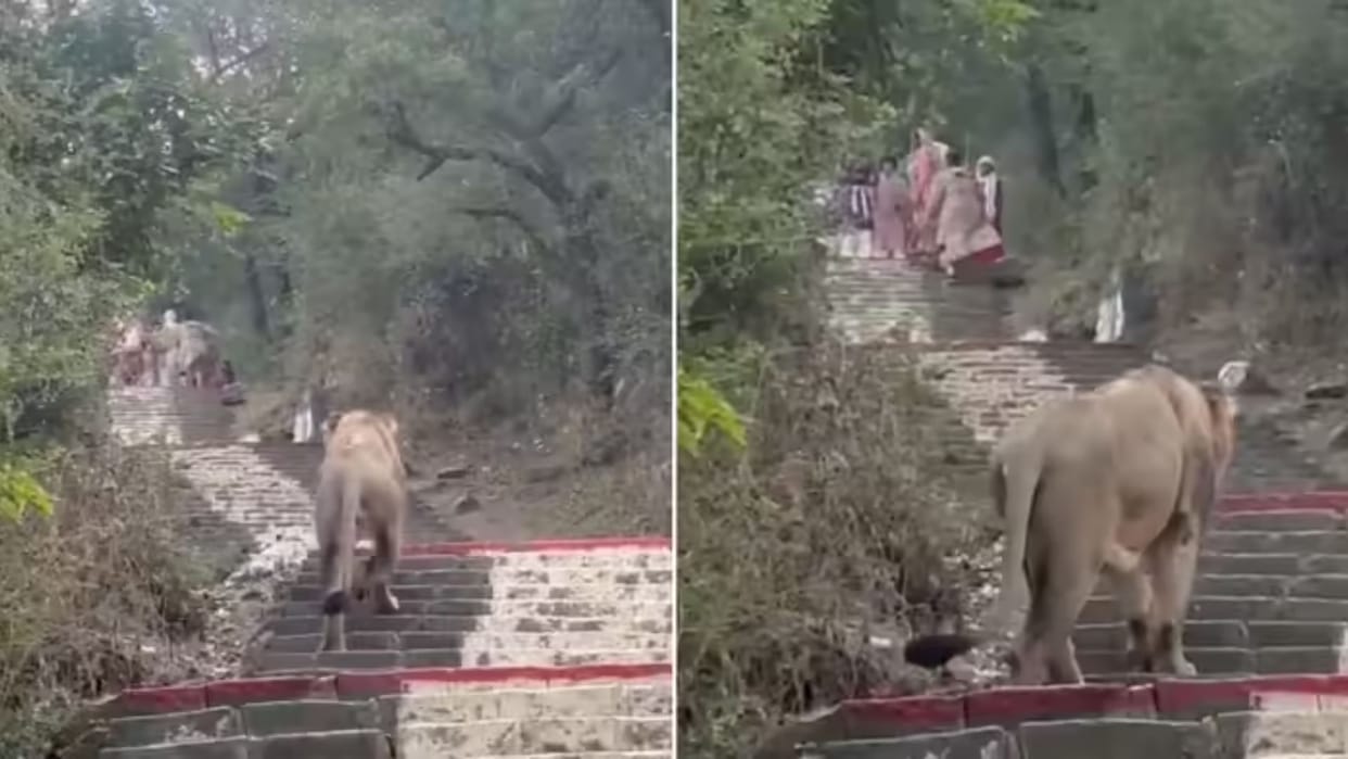 Palitana Shetrunji Hill Lion Shocking Video Goes Viral