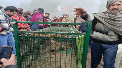 Bijnor: The cock captured in the cage crowed as soon as the day broke, the leopard got trapped in the hunt