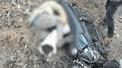 young man hit hard by an unknown vehicle in Raigarh