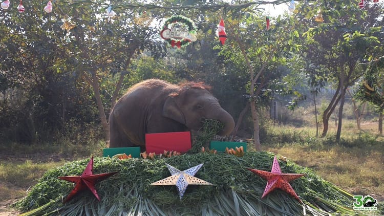 UP:  हाथी और भालुओं ने मनाया क्रिसमस, भरपूर स्वादिष्ट व्यंजन...मनोरंजक खेल भी रहे शामिल