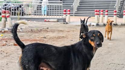Controversy erupts in Telangana over killing of 300 stray dogs, case filed against sarpanch