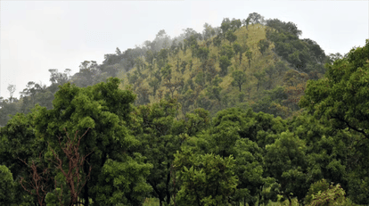 indore news: forest management and biodiversity courses introduced in colleges