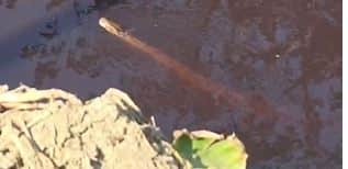 नहर में दिखा अजगर