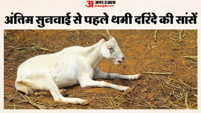ADO Panchayat accused of misdeed with goat dies in jail