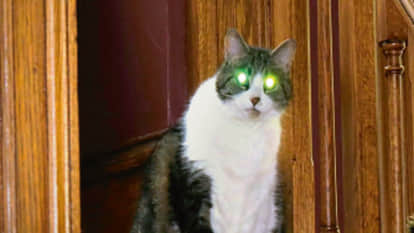 Why do animals' eyes shine