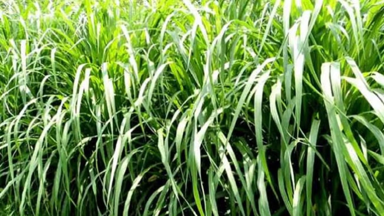 Good news for farmers Grow Napier grass receive a subsidy of Rs 20,000 per hectare