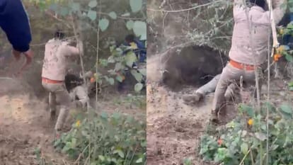 wild pig attacked a forest ranger during the rescue operation in Budaun