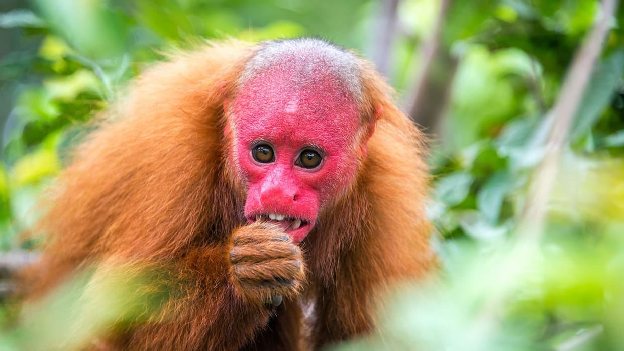 Top 5 strangest animals in the world that will completely shock you Duniya ke ajeeb janwar