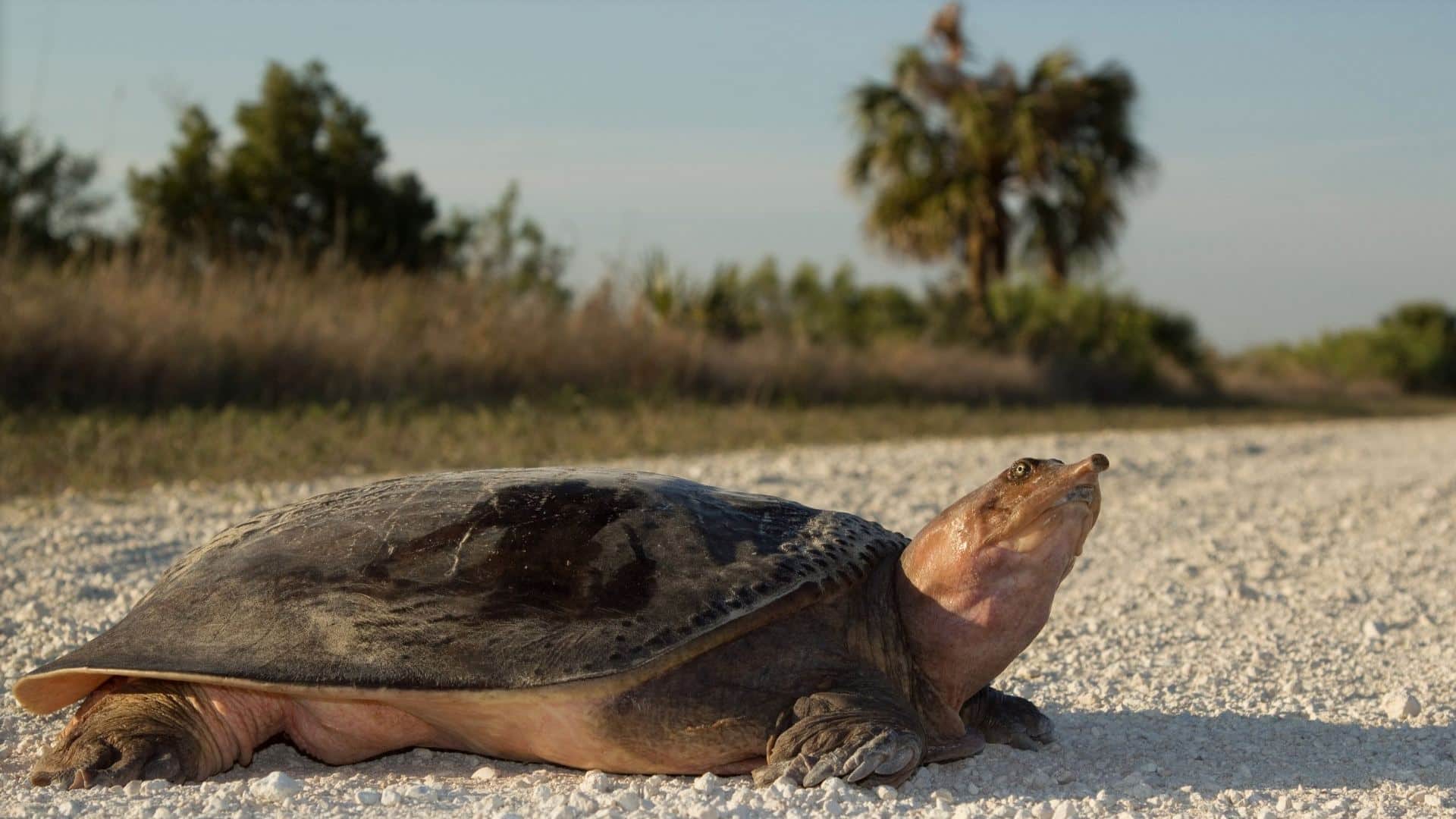 Top 5 strangest animals in the world that will completely shock you Duniya ke ajeeb janwar