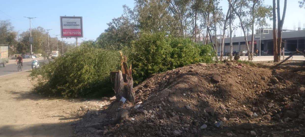 Tree felling in Bhopal: 500 creatures live on a 40-year-old tree, environmentalists say it's the killing of mi