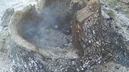 Eight cedar trees were sawed in the Chaupal