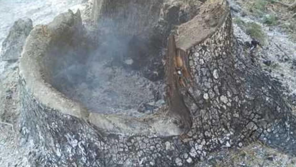 Eight cedar trees were sawed in the Chaupal
