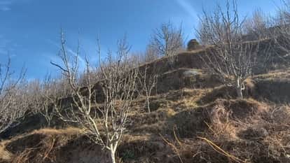 Himachal Drought-like conditions and a shortage of chilling hours have increased the concerns of orchardist