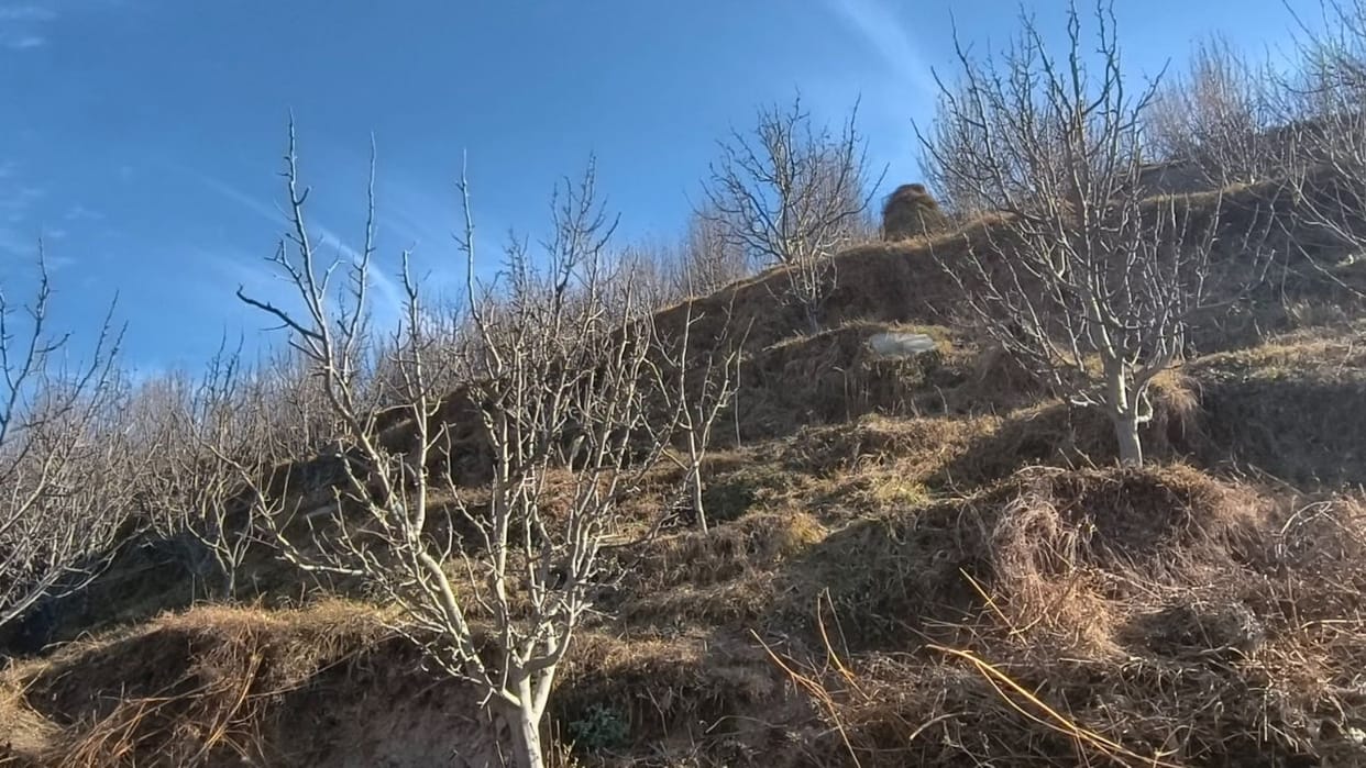 Himachal Drought-like conditions and a shortage of chilling hours have increased the concerns of orchardist
