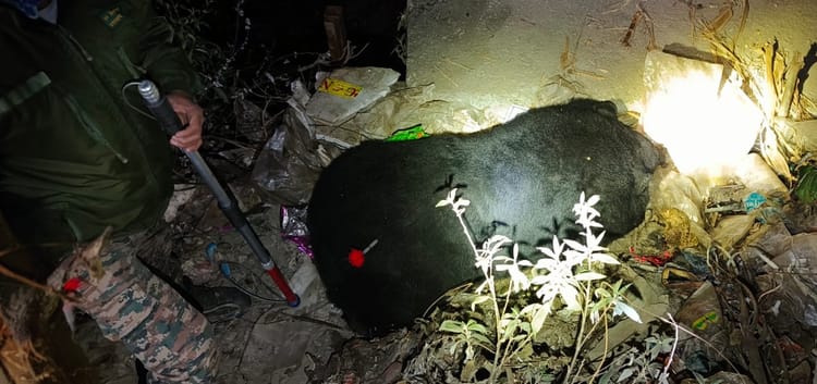 Chamoli: पोखरी में  छह साल के मादा भालू को वन विभाग ने ट्रेंकुलाइज कर पकड़ा, ग्रामीणों ने ली राहत की सांस