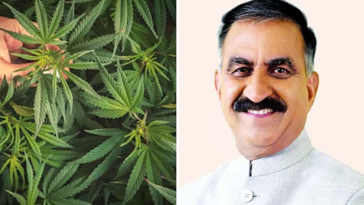 Himachal will be known for its cannabis with medicinal properties Green to Gold initiative