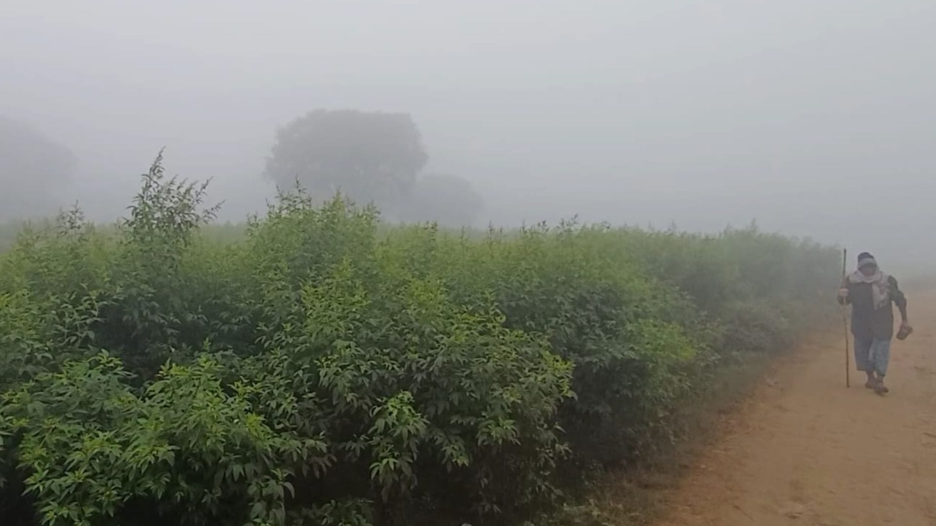 Azamgarh shivers Three-day yellow alert sun hasn been seen for two days westerly winds intensified cold