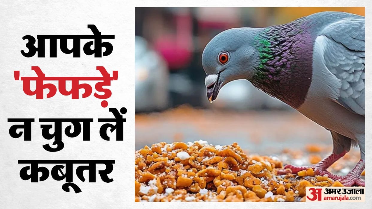 Feeding pigeons poses a threat to people health