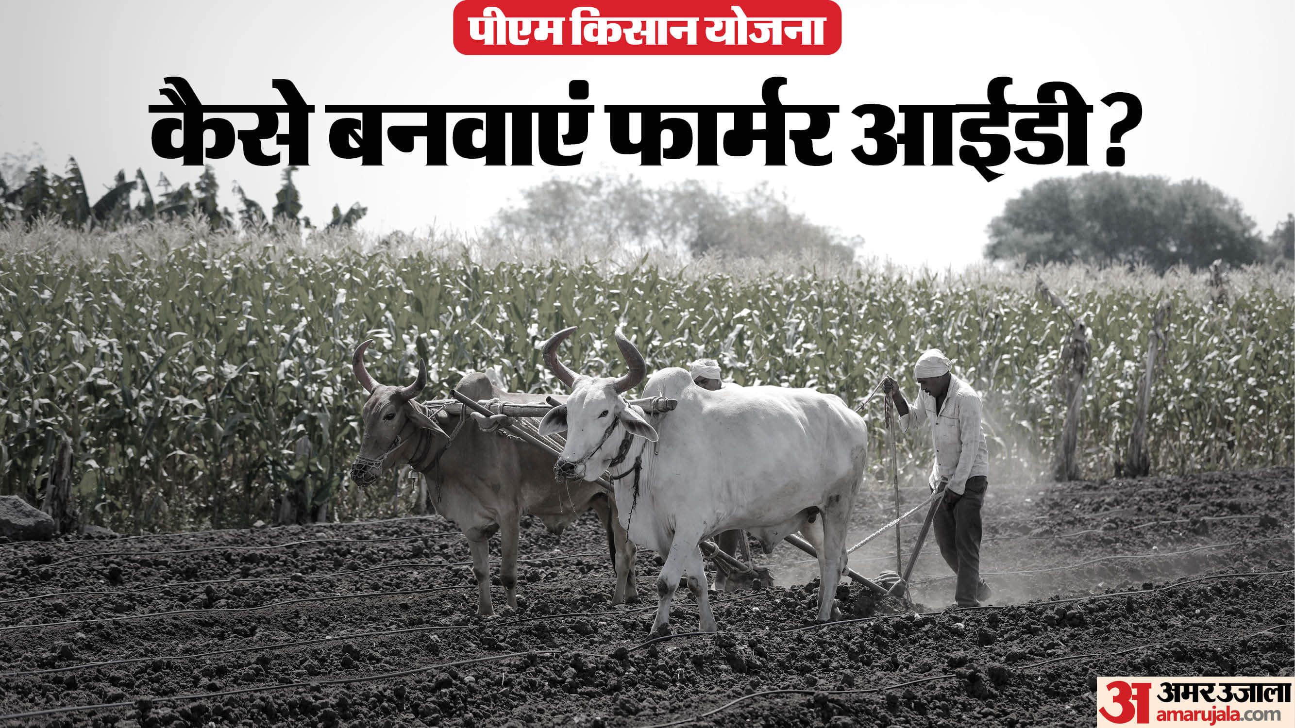 PM Kisan 22nd Installment: Farmer ID Mandatory to Get 2000 Know Registration Process