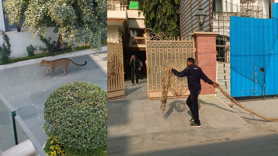 Leopard in Panchkula reportedly spotted near house in Sector 6