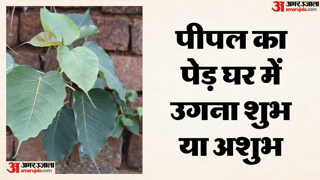 Peepal Tree Growing on House Wall Subh or asubh Know Vastu Niyam in Hind