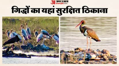 Panna News: An increase in the number of rare and migratory birds, including vultures, has been recorded in th