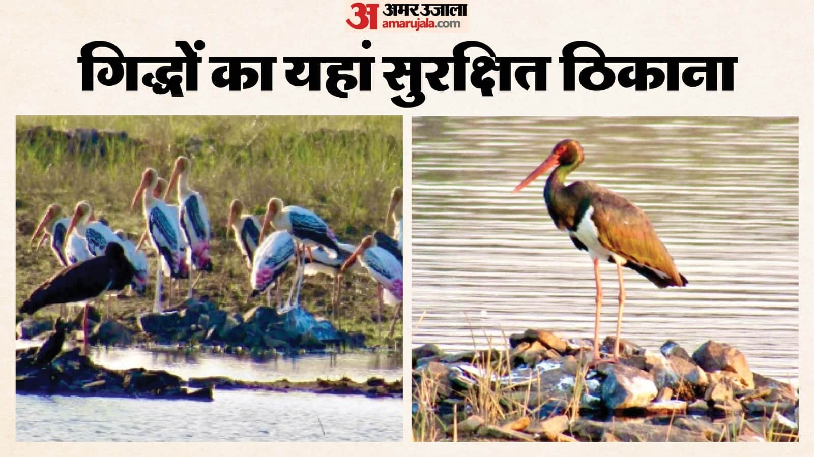 पवई के जंगलों में यूरोपीय गिद्धों की मौजूदगी भी दर्ज।