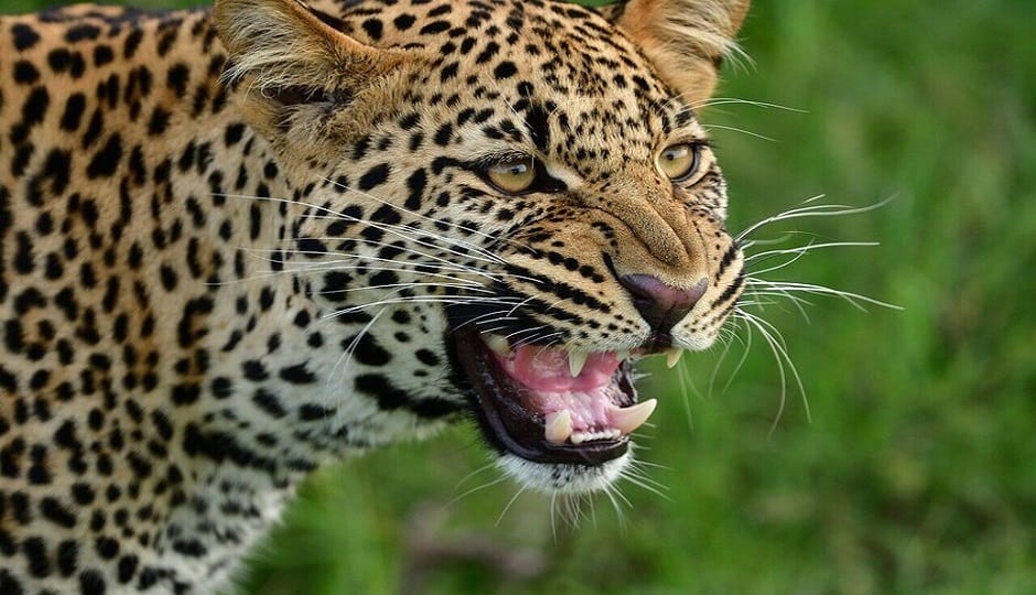 Fear of leopards in Almora Congress workers gheraoed the DFO