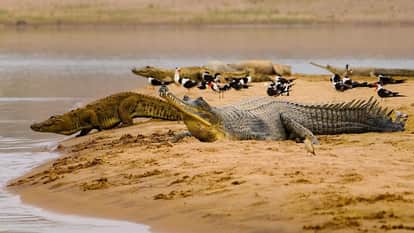Jhansi: The number of crocodiles in Bundelkhand has doubled in five years