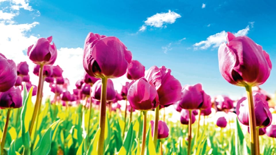 Parks and streets of New Delhi will be adorned with colorful tulip flowers in February