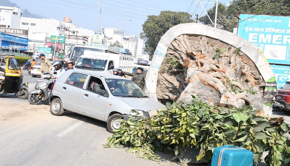 Two trees that were coming in the way of the Nainital Road widening project have been transplanted