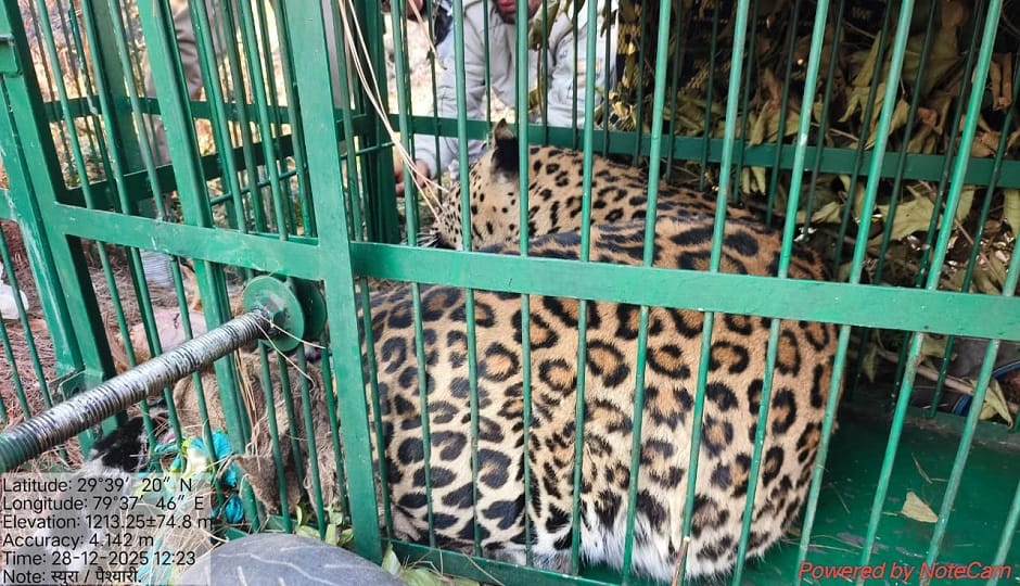The fear of the leopard in the Someshwar area of Almora district has ended. It has been captured in a cage