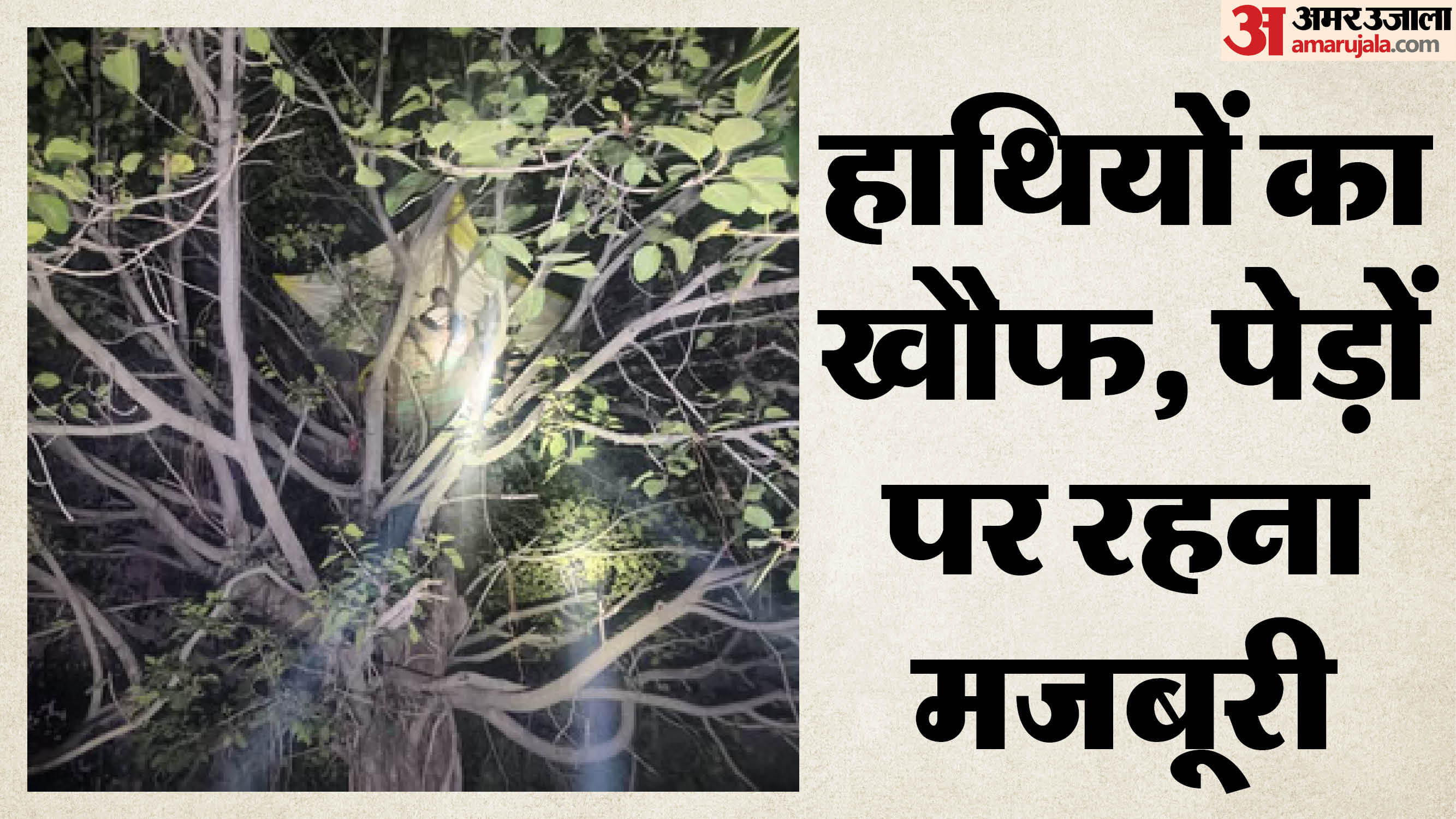 रात्रि के समय पेड़ में चढ़कर आराम करता हुआ ग्रामीण
