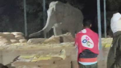 Elephants wreak havoc in Bangurasia village