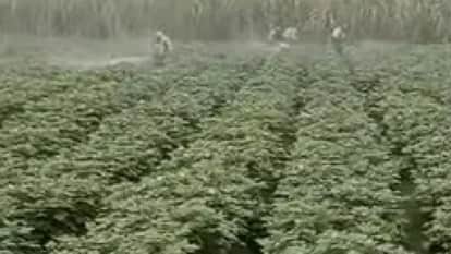 Baghpat: Cold Wave and Dense Fog Increase Blight Risk in Potato and Tomato Crops