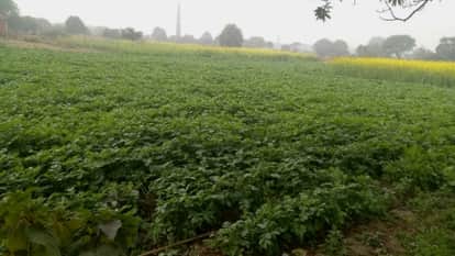 Baghpat: Cold Wave and Dense Fog Increase Blight Risk in Potato and Tomato Crops