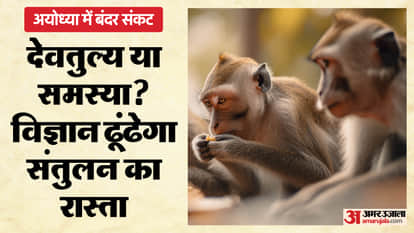 number of female monkeys is twice that of males In Ayodhya research has revealed many interesting fact