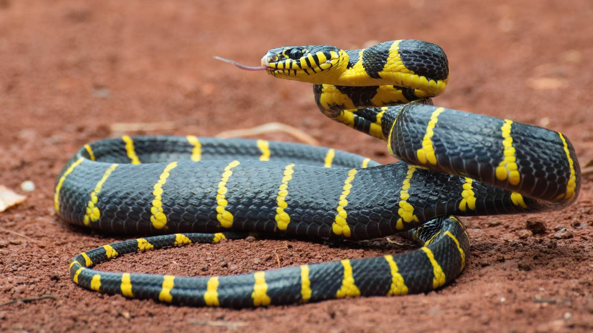 Where Do Snakes Go in Winter Sleep During Day or Night Surprising Question Answers